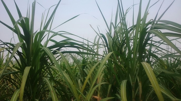 nature