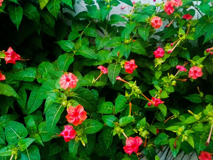 Beauty of Nature