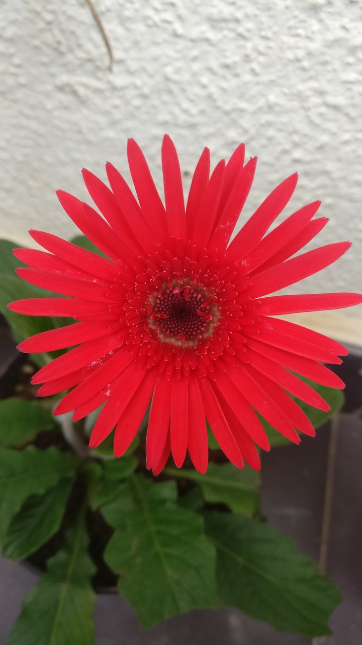 RedFlower