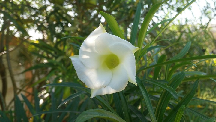 White Flower