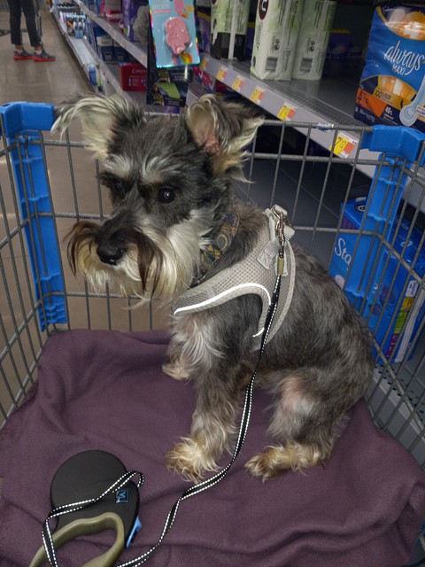 collar, schnauzer duvar kağıtları