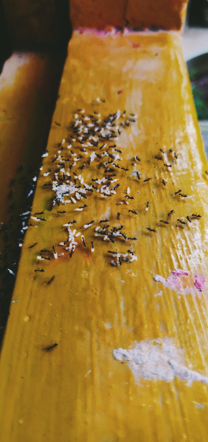 ants