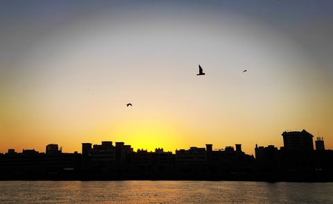 bird, sunlight壁紙