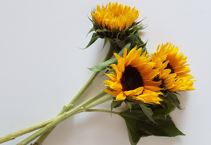 girasoli