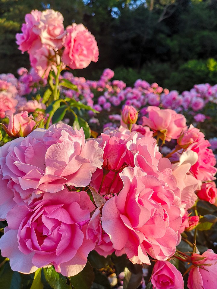 Roses