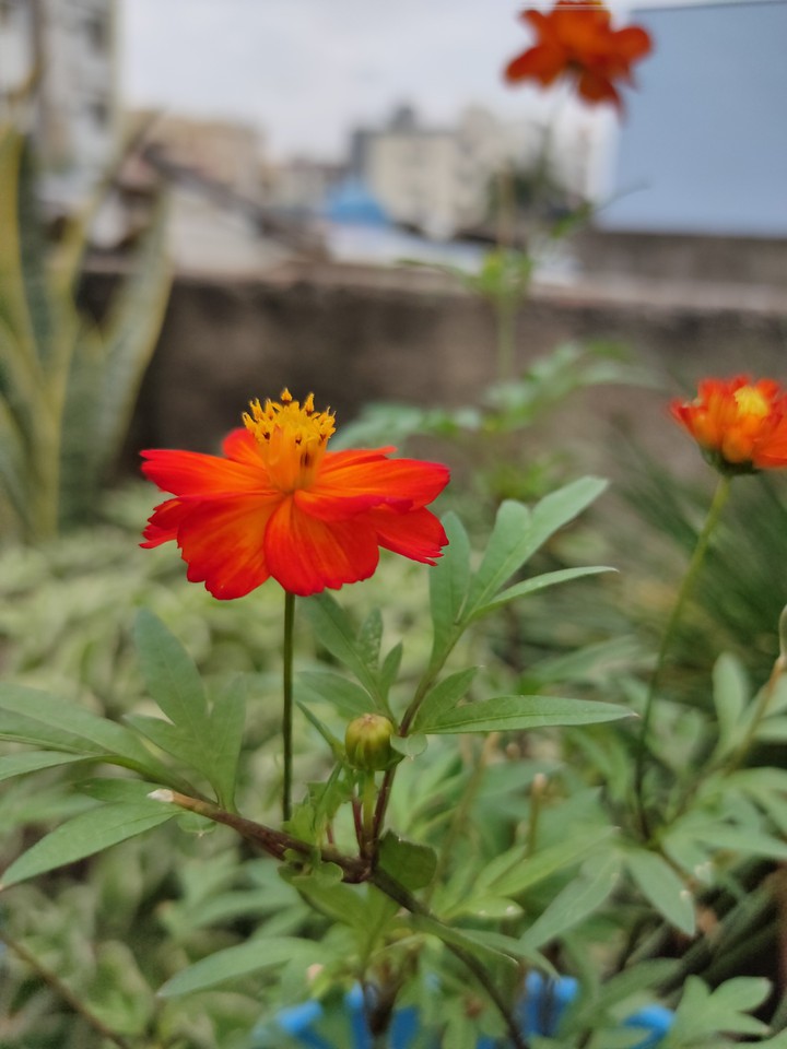 red flowers