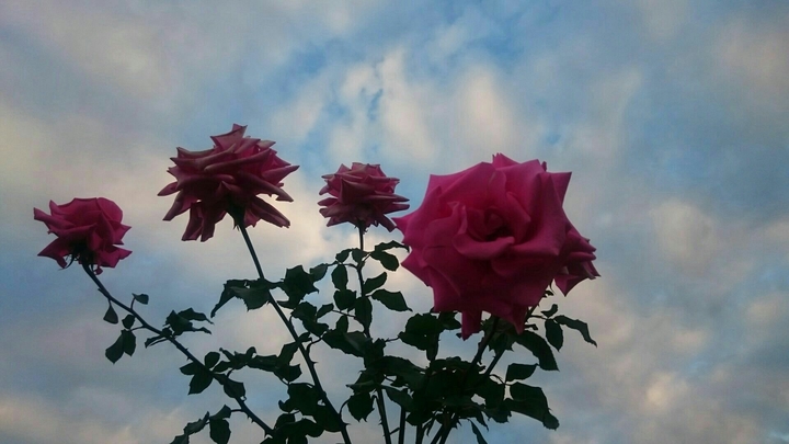 Pink Roses