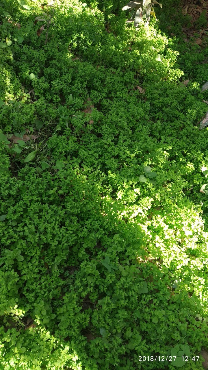greenery