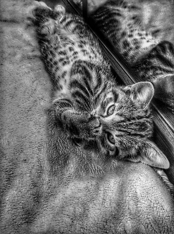 cat