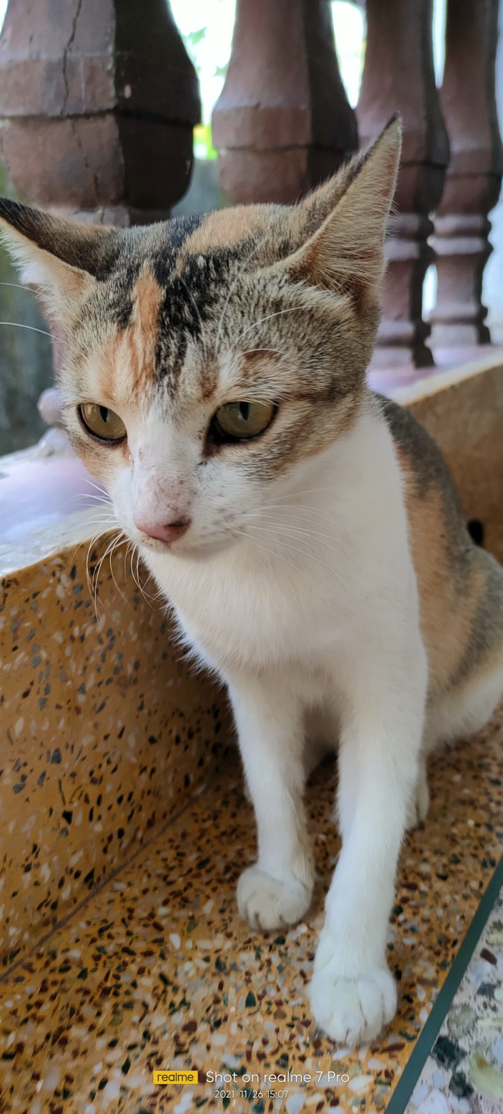 cat