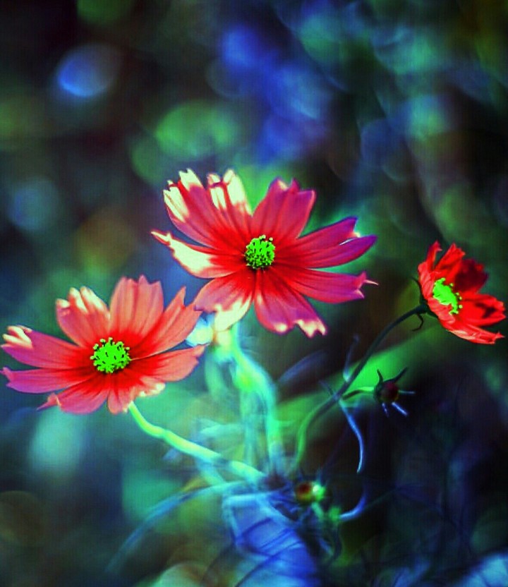 BLOOMIMG MOODS