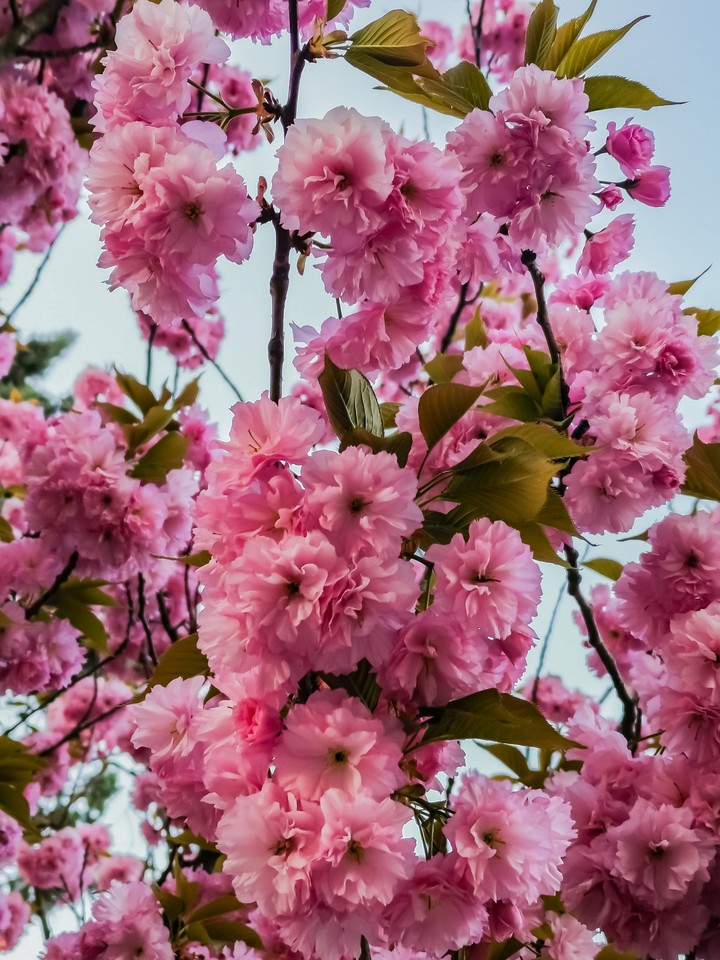 kanzan cherry blossoms