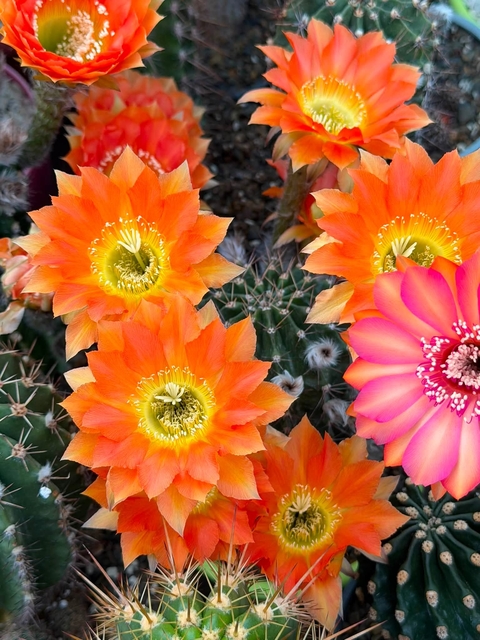 Cactus, Orange Hintergrundbilder