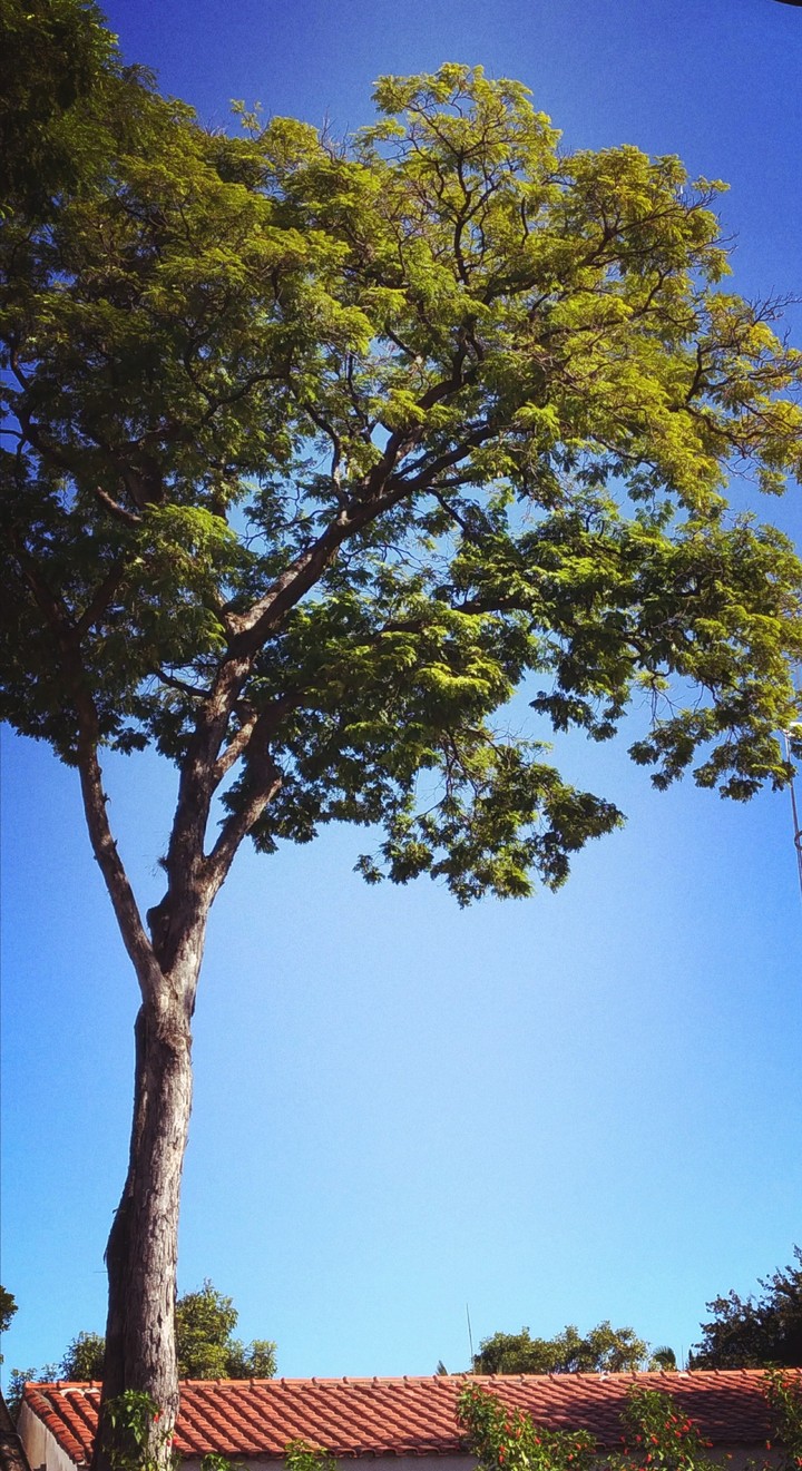Árbol de verano
