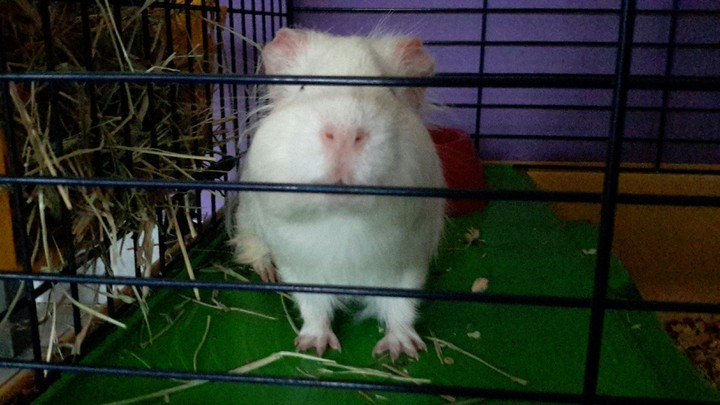 Cobi
