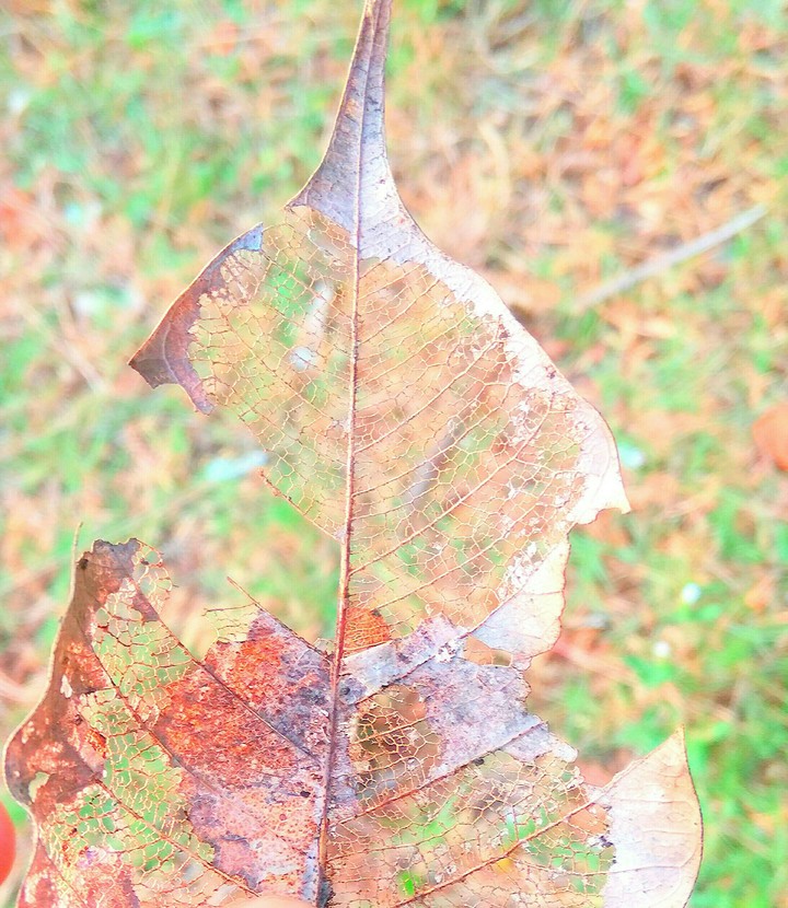 Dry leaf 