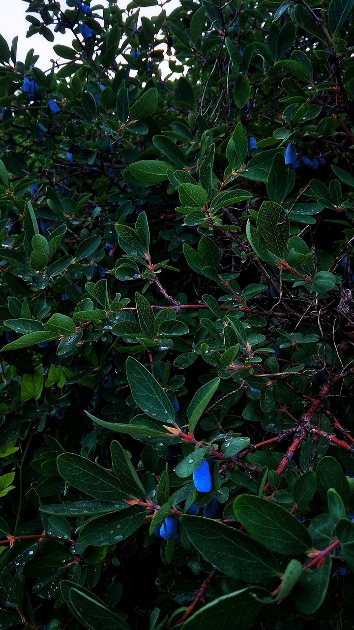 Berries Honeysuckle