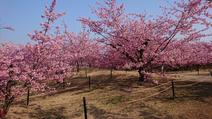 河津桜