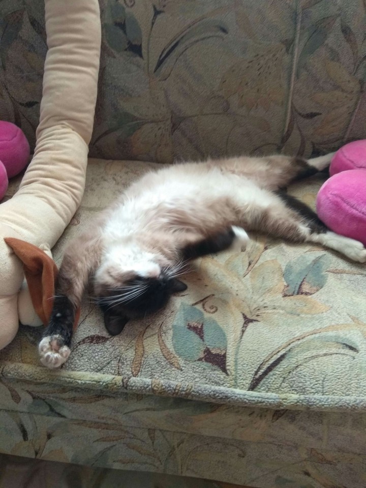 кошки