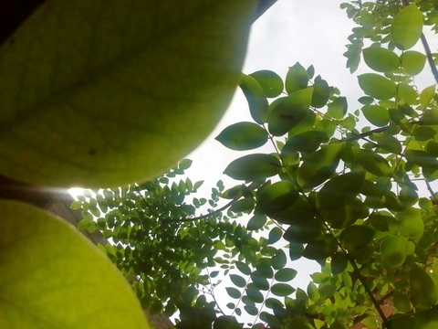 produce, tree वॉलपेपर