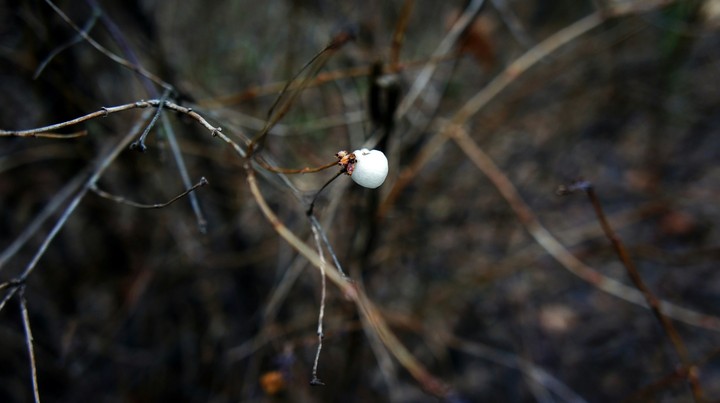 A wolfberry
