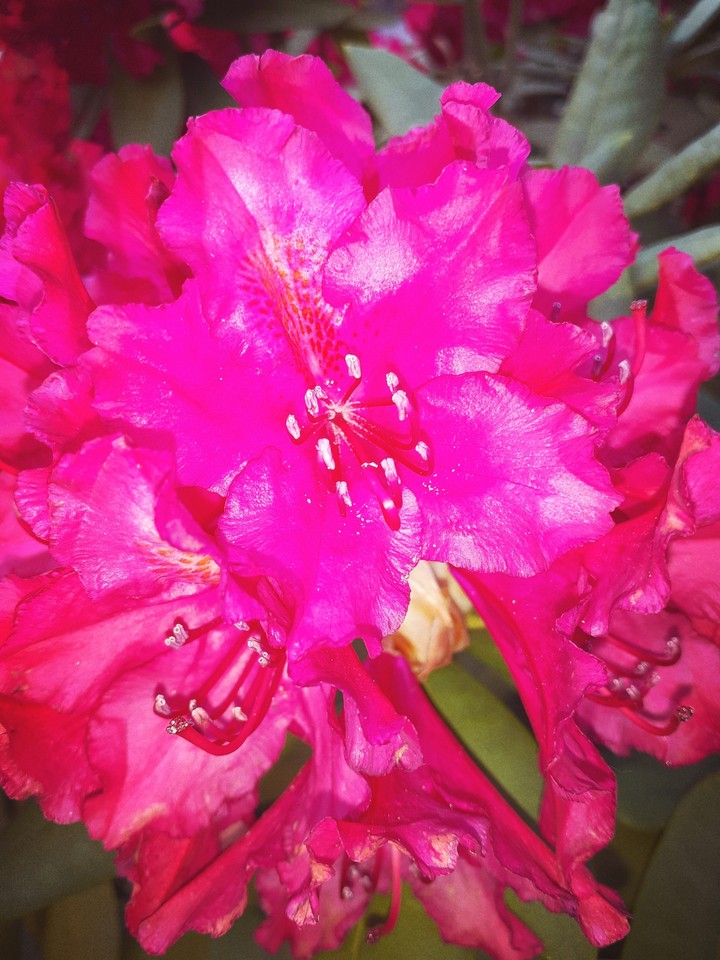 Pinke Blume