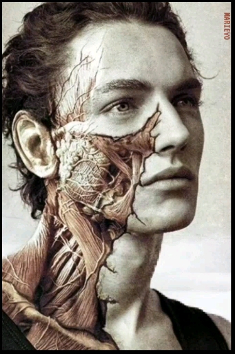 ANATOMY "