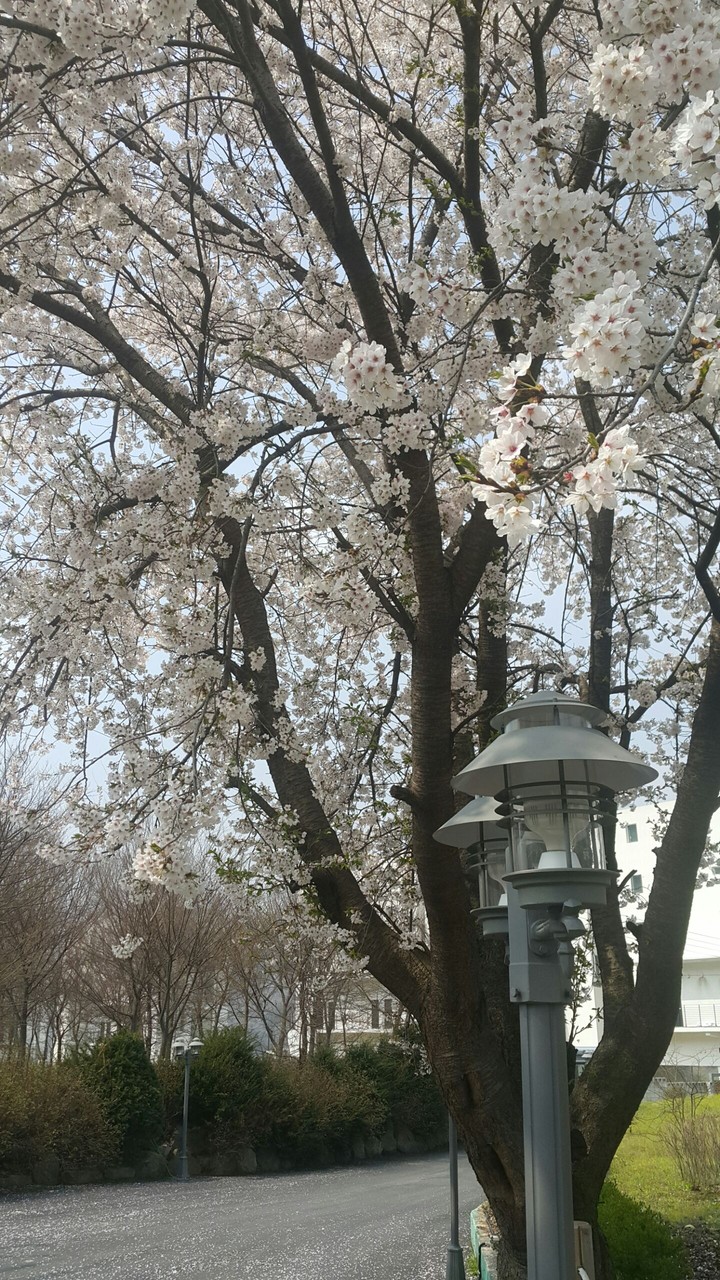 벚꽃