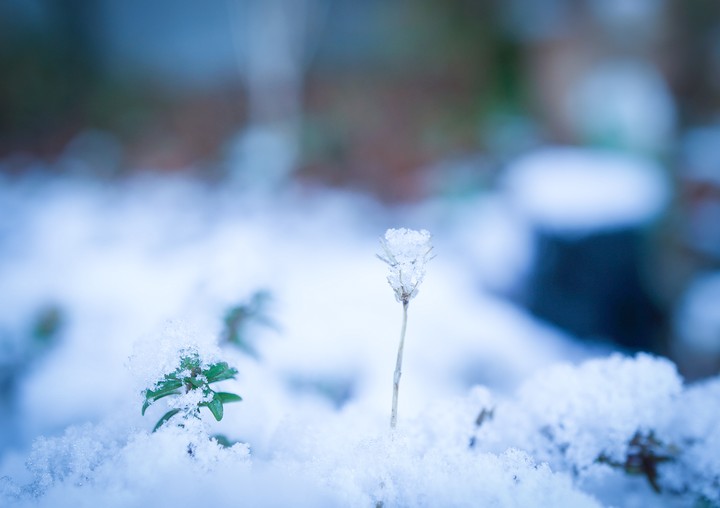 눈의꽃(雪の華)