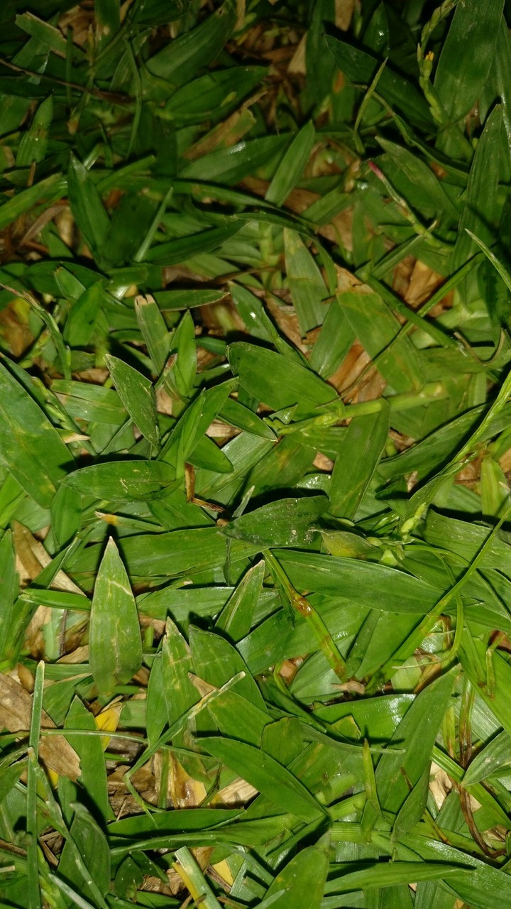 Grass