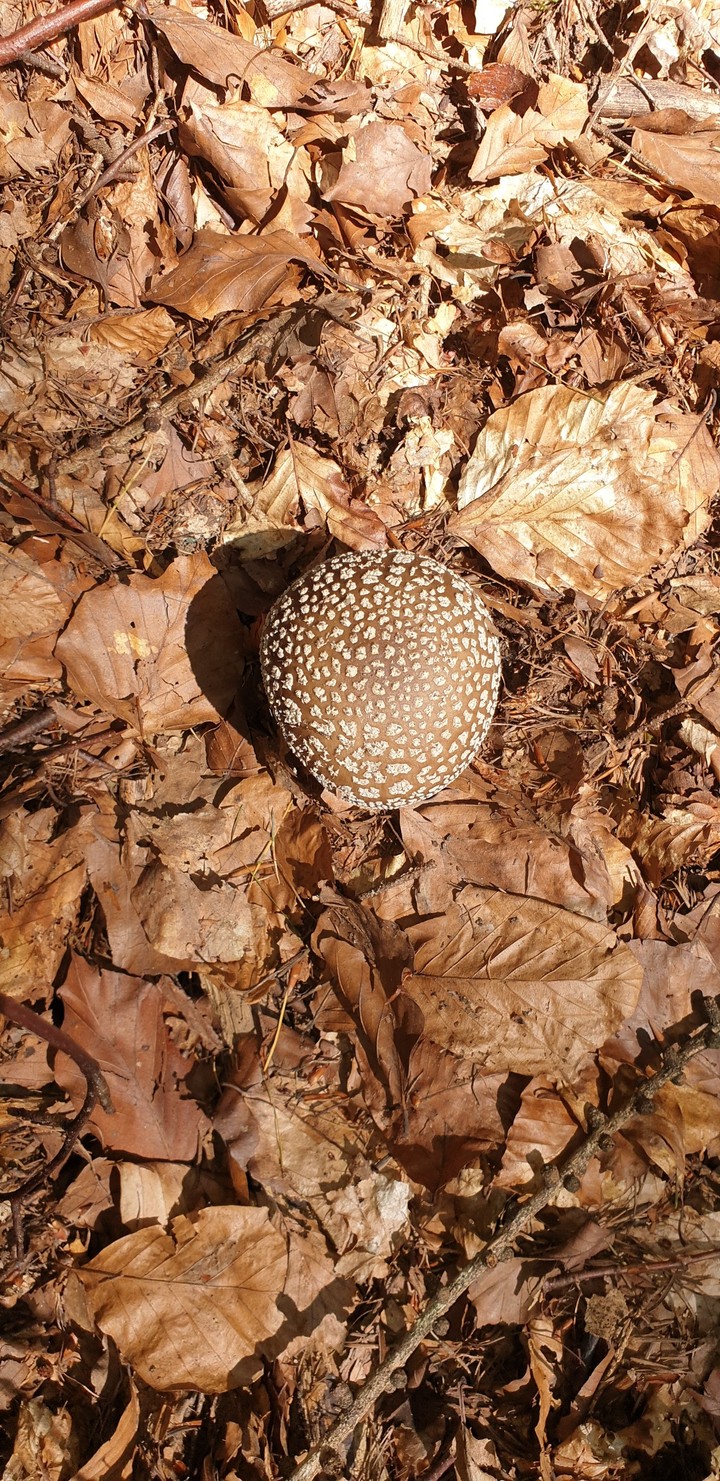 mushroom