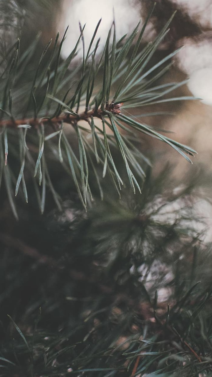 s ᴘ ʀ ᴜ ᴄ ᴇ
