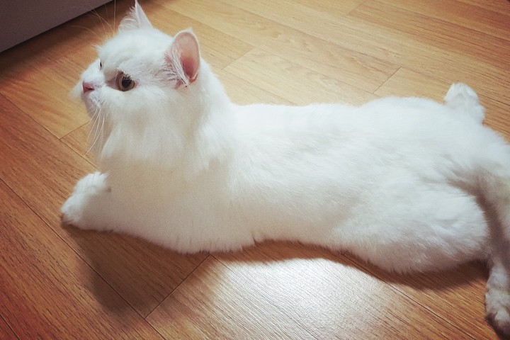 고양이