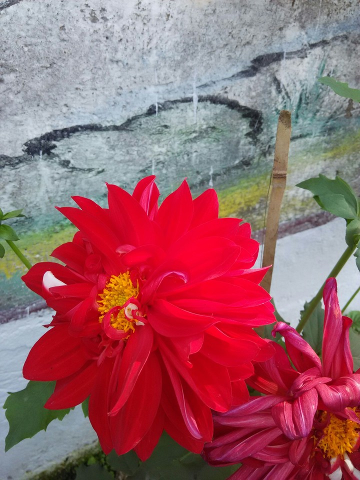 flowers