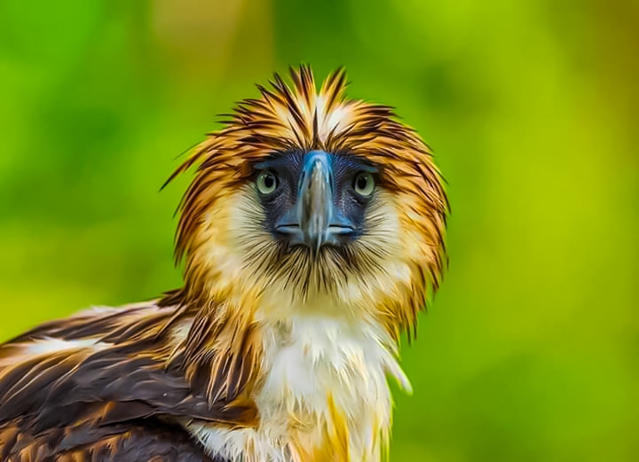 Eagle