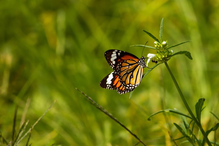 ant vs butterfly