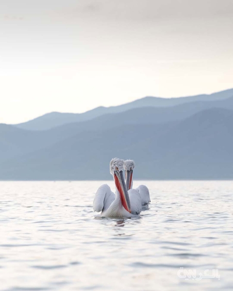 tapety seabird, Fluid