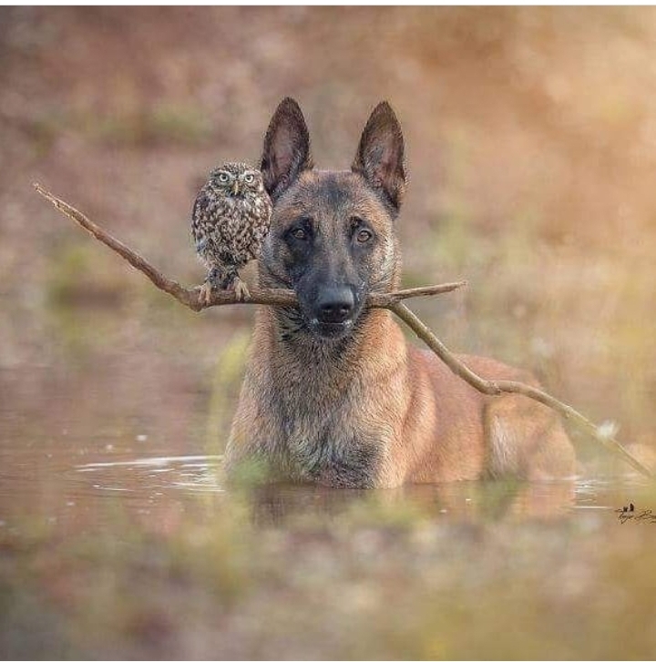 dog