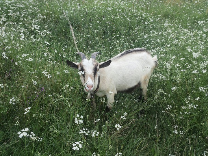 Goat