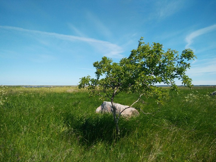 Lonely tree