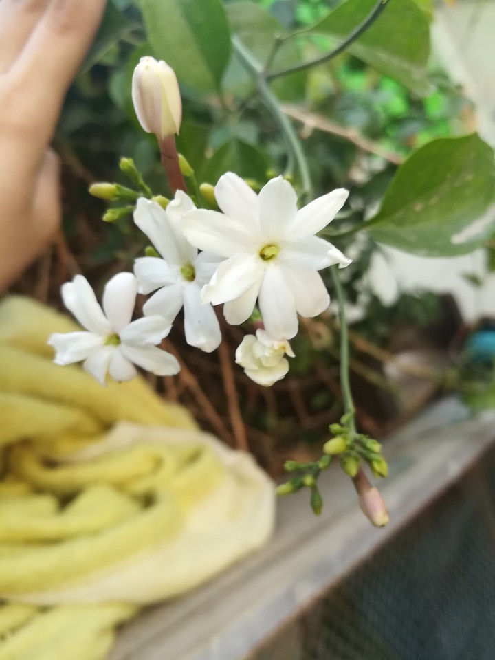 MY home sweet flowers