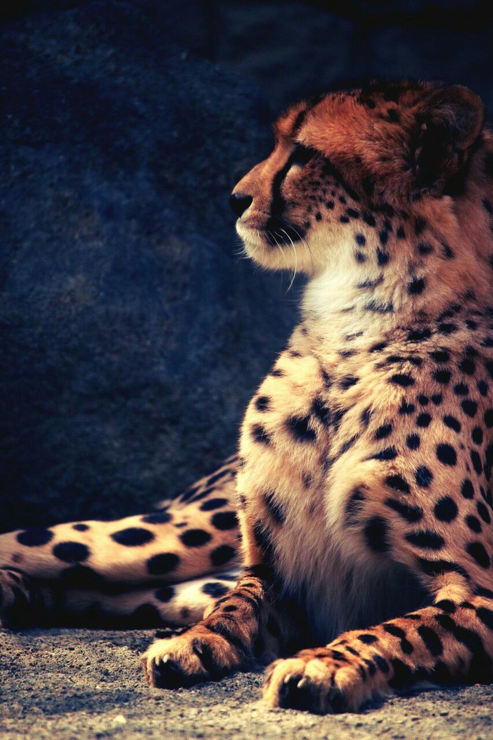 Leopard