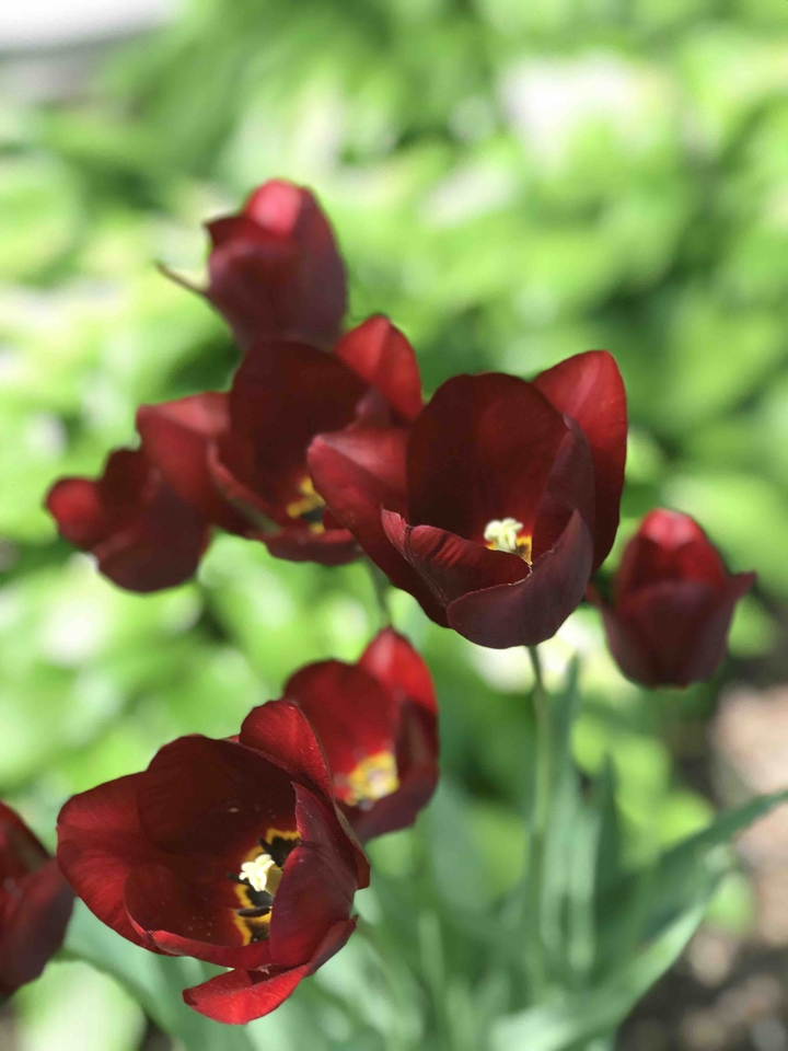 tulip