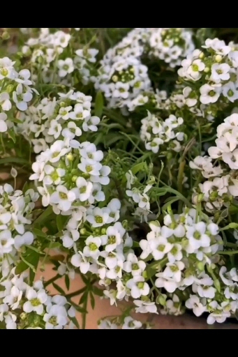 ☘☘☘