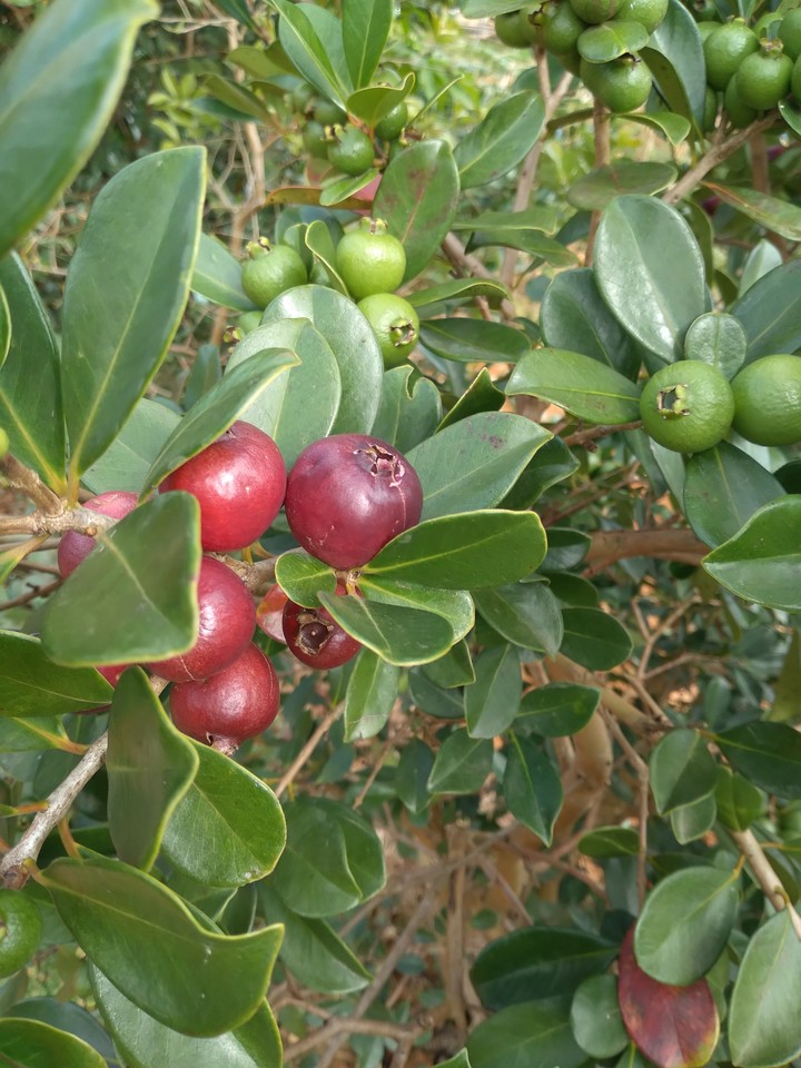 Ổi nhà bác