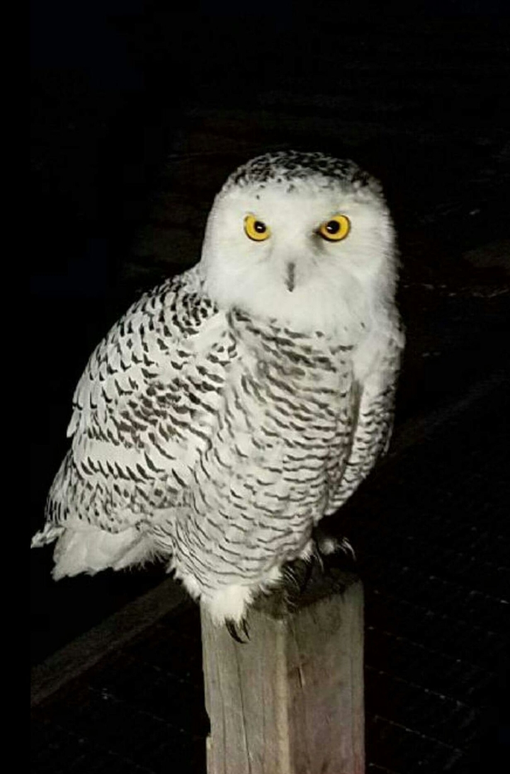 White Owl