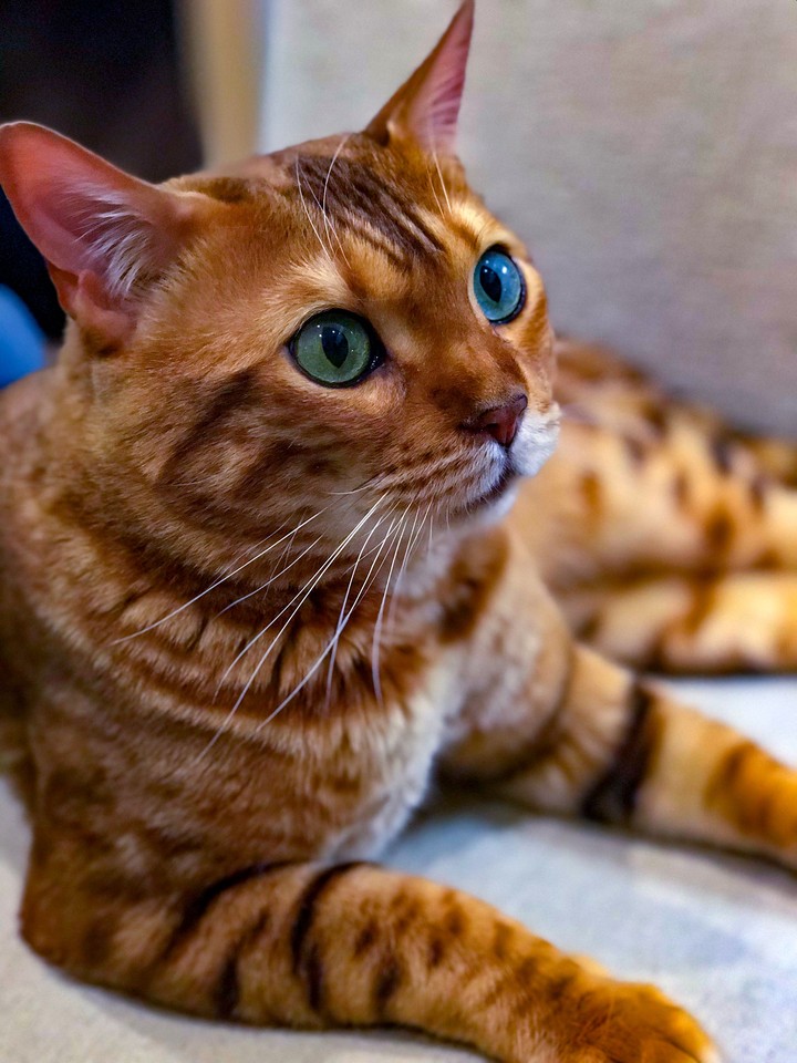 бенгальский кот