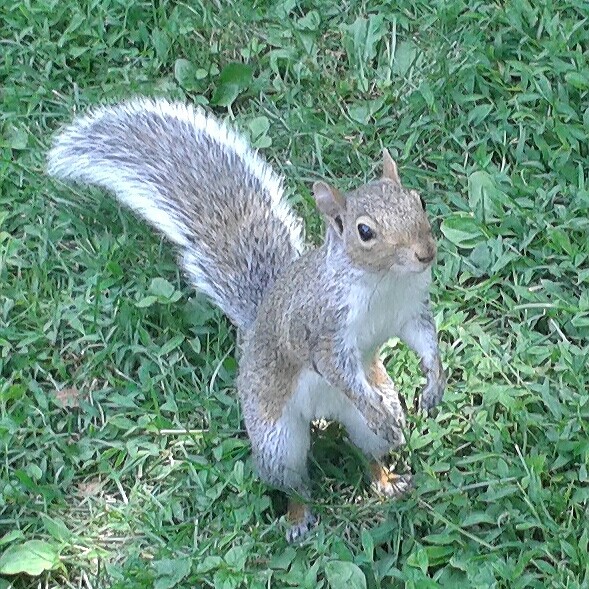 where is my hazelnut?