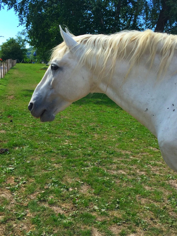 cheval blanc