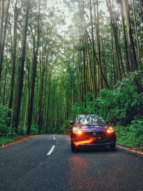 rain and woods